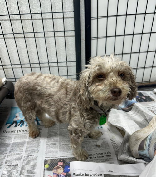 FANCY REMMY LARUE - Havanese available for adoption