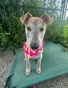 adoptable Dog in Mukwonago, WI named Hawaiian Flora
