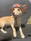 adoptable Dog in Mukwonago, WI named Halen Aviva