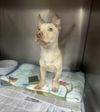 adoptable Dog in  named Havoc Neo