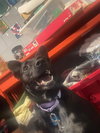 Bootsie - Photo 4