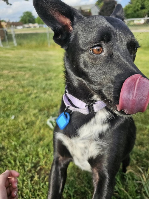 BOOTSIE - Australian Cattle Dog/Blue Heeler / Australian Kelpie available for adoption