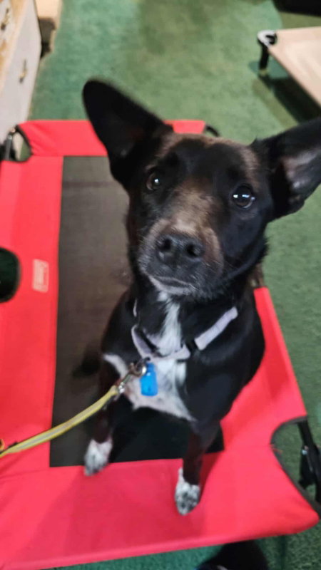 BOOTSIE - Australian Cattle Dog/Blue Heeler / Australian Kelpie available for adoption