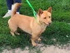 adoptable Dog in  named Harlow Rosalia "Rosie"