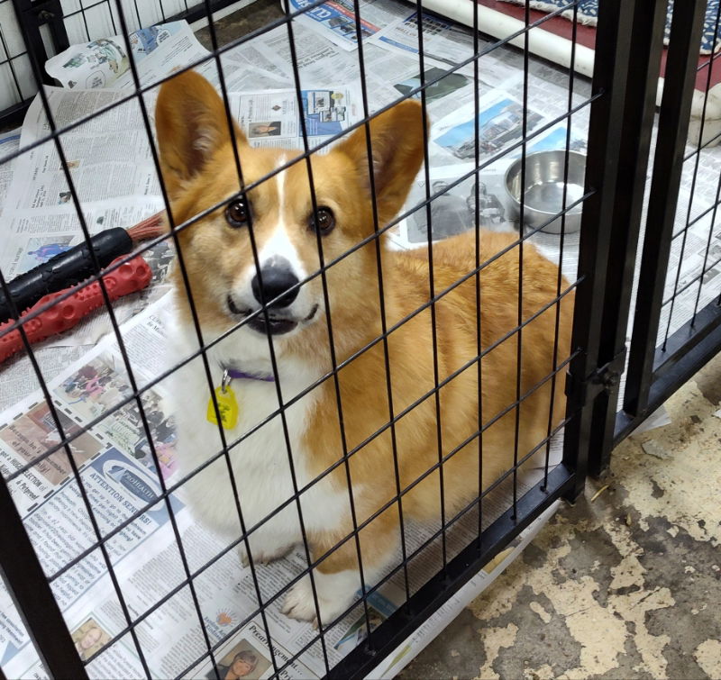 adoptable Dog in Mukwonago, WI named Kane