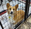 adoptable Dog in mukwonago, WI named Kane