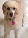 adoptable Dog in  named Iao
