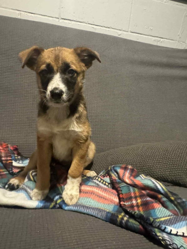 adoptable Dog in Mukwonago, WI named Lassie