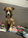 adoptable Dog in mukwonago, WI named Lassie