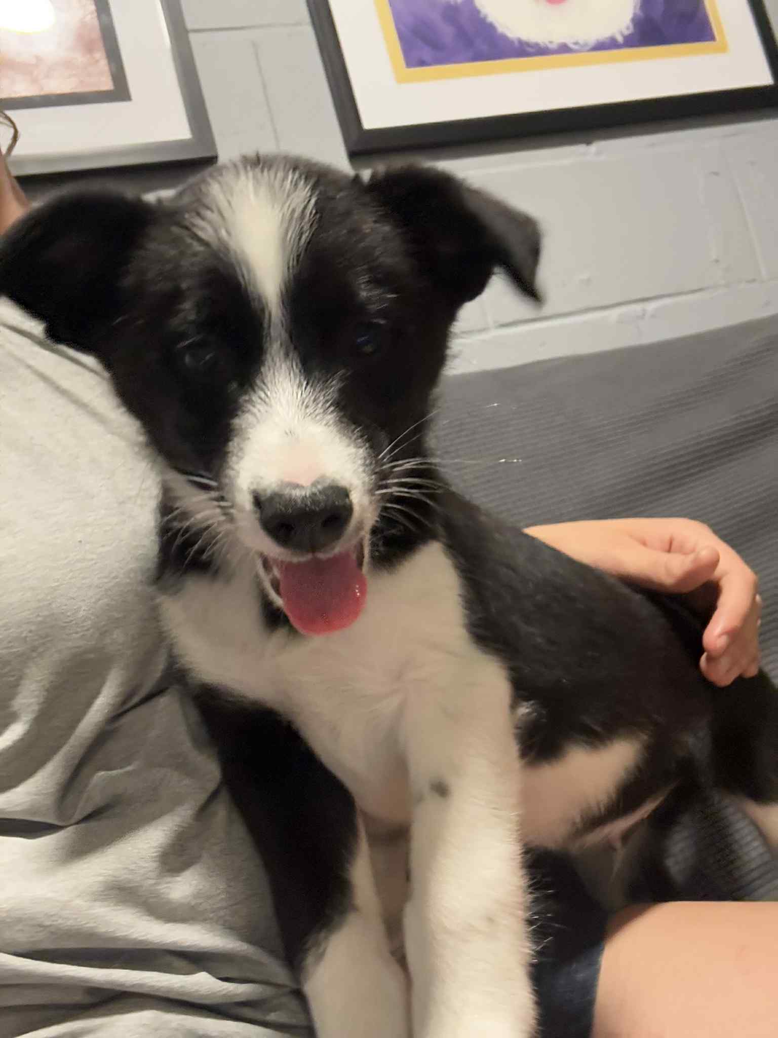 adoptable Dog in Mukwonago, WI named Lane
