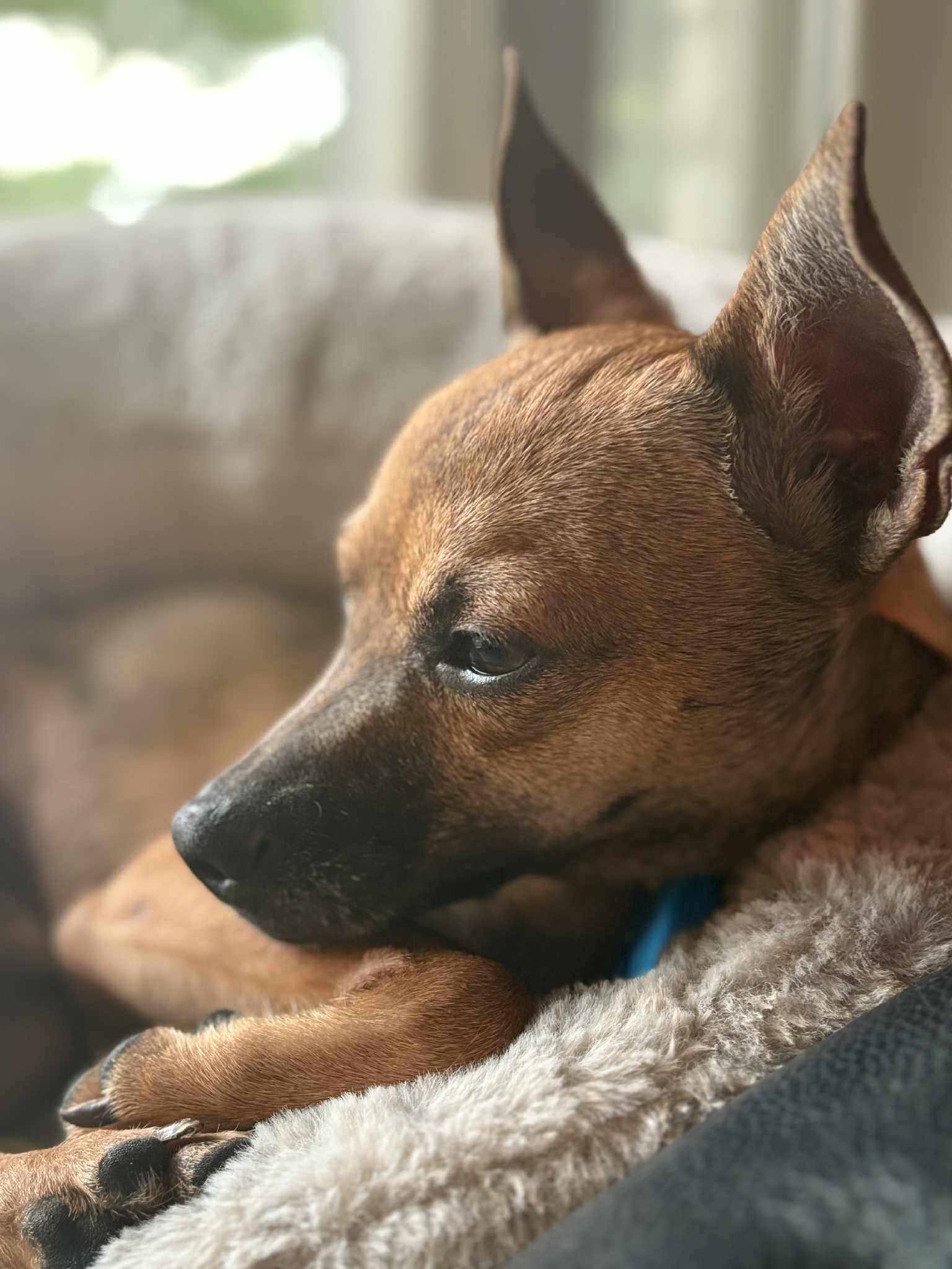 adoptable Dog in Mukwonago, WI named Mateo Coffee