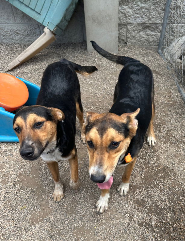 adoptable Dog in Mukwonago, WI named Majestic Aventurine