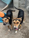 adoptable Dog in mukwonago, WI named Majestic Aventurine