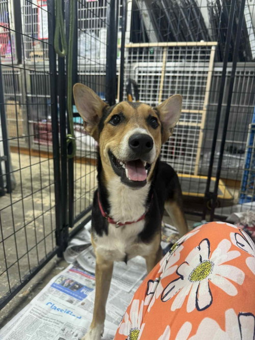 MAJESTIC AVENTURINE - German Shepherd Dog / Cattle Dog available for adoption