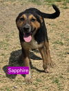 adoptable Dog in mukwonago, WI named Magical Sapphire