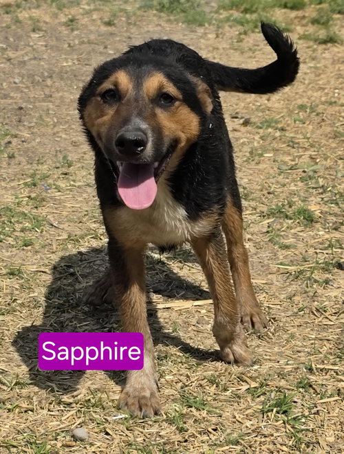 MAGICAL SAPPHIRE - Australian Shepherd / German Shepherd Dog available for adoption
