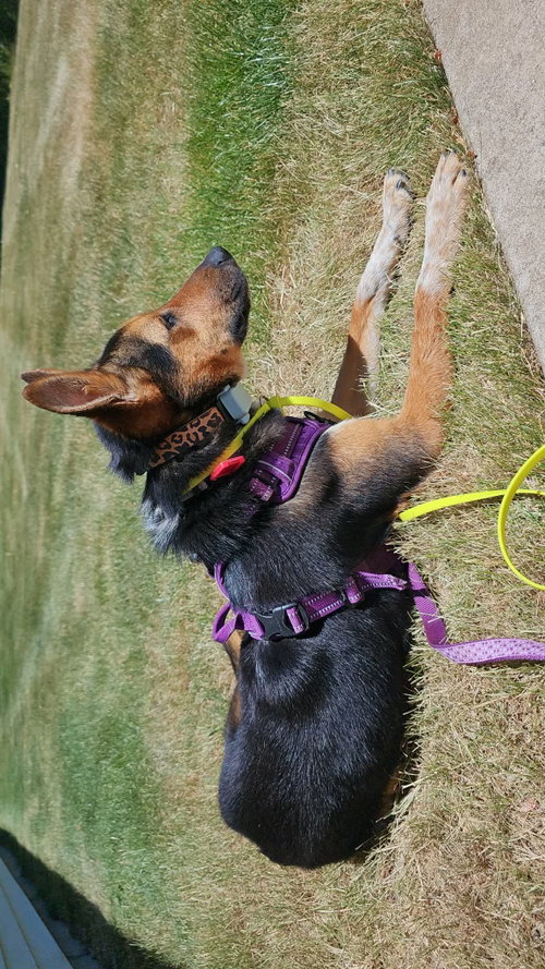 MAGICAL SAPPHIRE - German Shepherd Dog / Australian Shepherd available for adoption