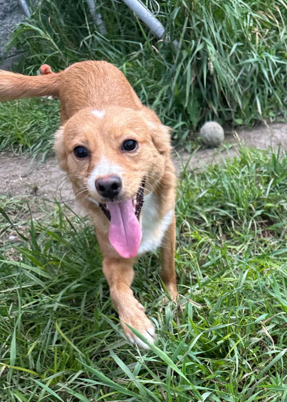 adoptable Dog in Mukwonago, WI named Mayor Sam