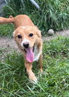 adoptable Dog in mukwonago, WI named Mayor Sam
