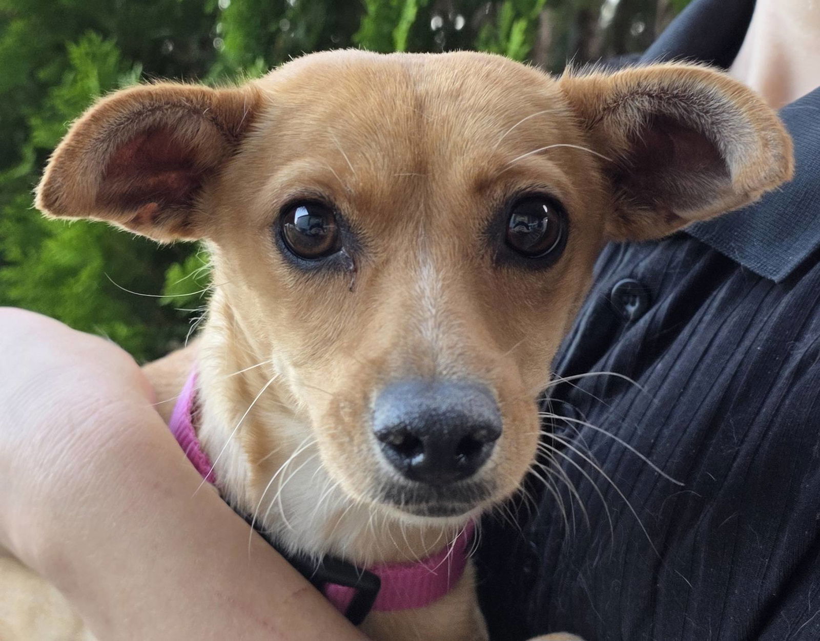 adoptable Dog in Mukwonago, WI named Macarena Kona