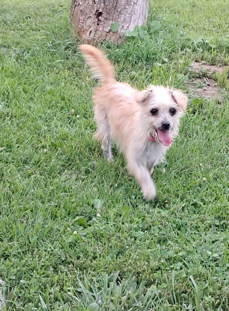adoptable Dog in Mukwonago, WI named Maisy Mia