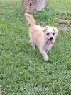 adoptable Dog in mukwonago, WI named Maisy Mia