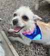adoptable Dog in mukwonago, WI named Mango Liby