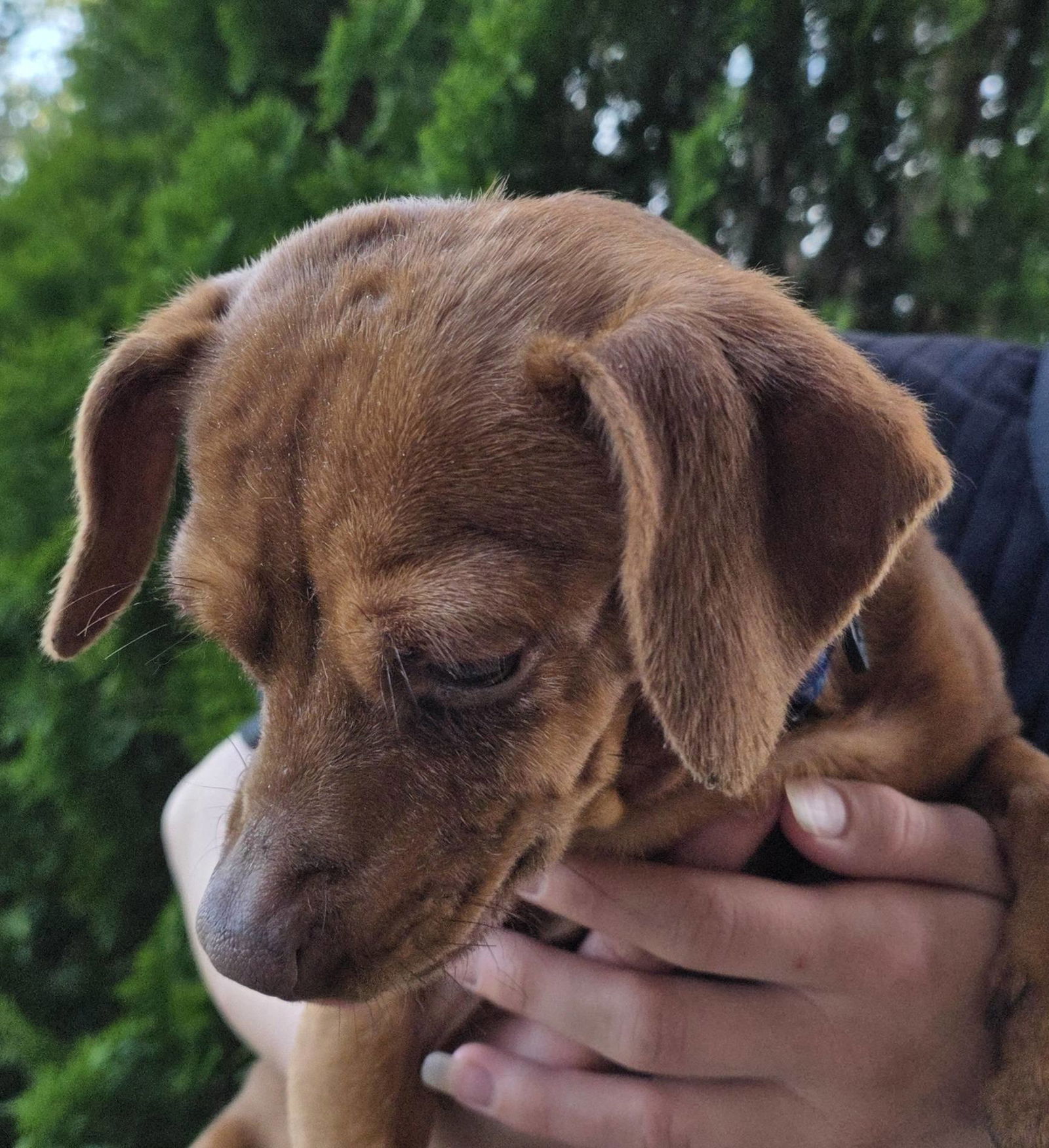 adoptable Dog in Mukwonago, WI named Marcy Missy