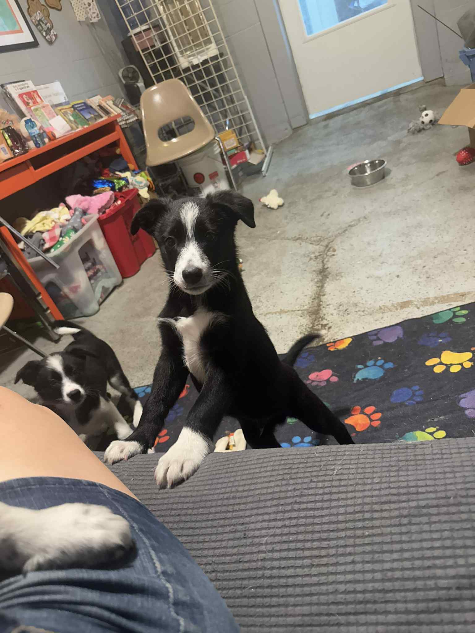 adoptable Dog in Mukwonago, WI named Latrell