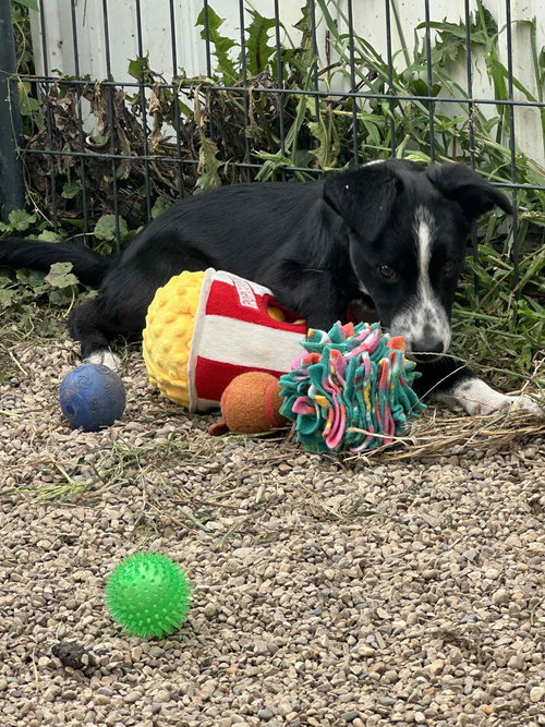 LATRELL - Border Collie / Australian Shepherd available for adoption