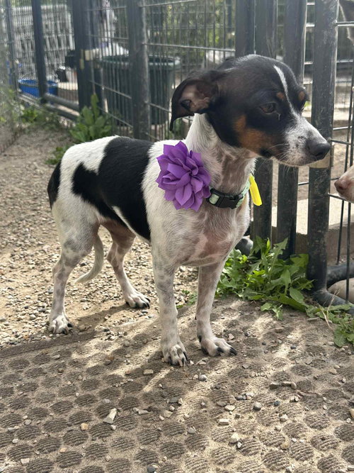 PARIS TAYLOR - Rat Terrier / Chihuahua available for adoption