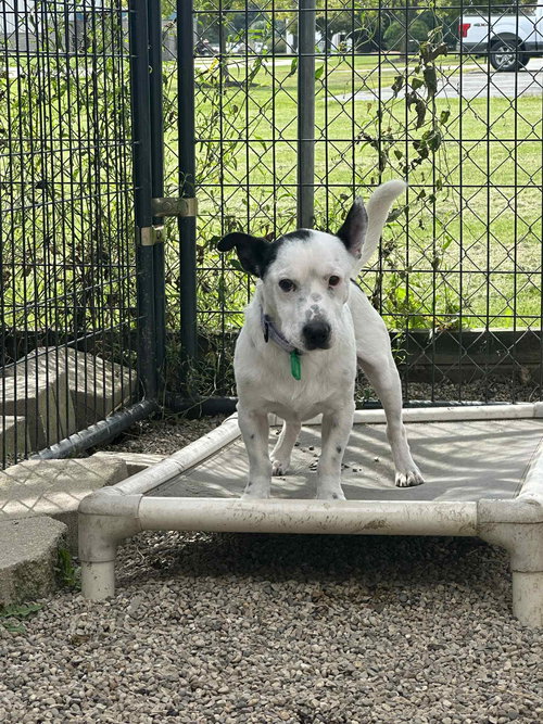 PARU TONY - Jack Russell Terrier (Parson Russell Terrier) / Jack Russell Terrier available for adoption