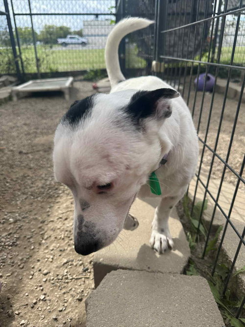 PARU TONY - Jack Russell Terrier (Parson Russell Terrier) / Jack Russell Terrier available for adoption