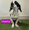 Panda Makita - Photo 5