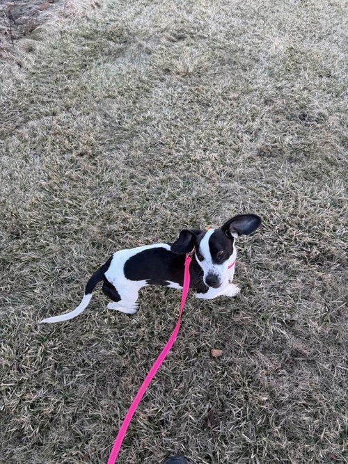 PANDA MAKITA - Basset Hound available for adoption
