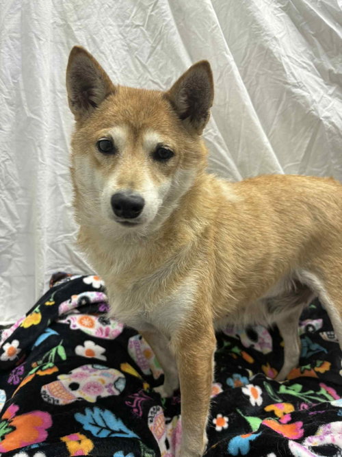 NAKITA - Shiba Inu available for adoption