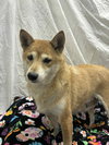 Nakita - Photo 2