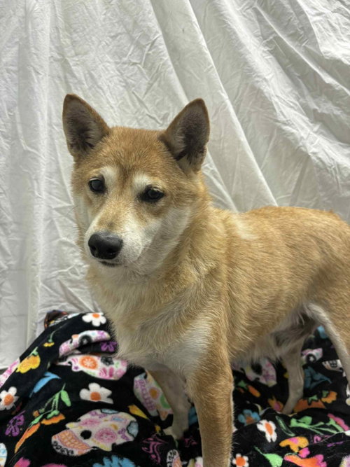 NAKITA - Shiba Inu available for adoption