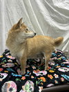 Nakita - Photo 3