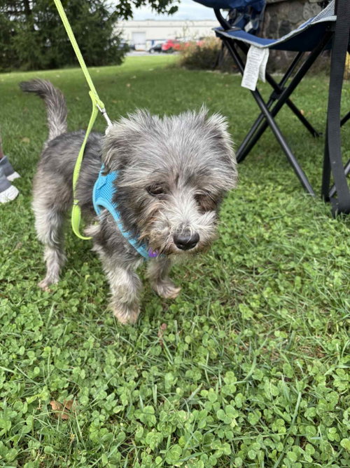 SALSA GINGER - Schnauzer / Miniature Schnauzer available for adoption