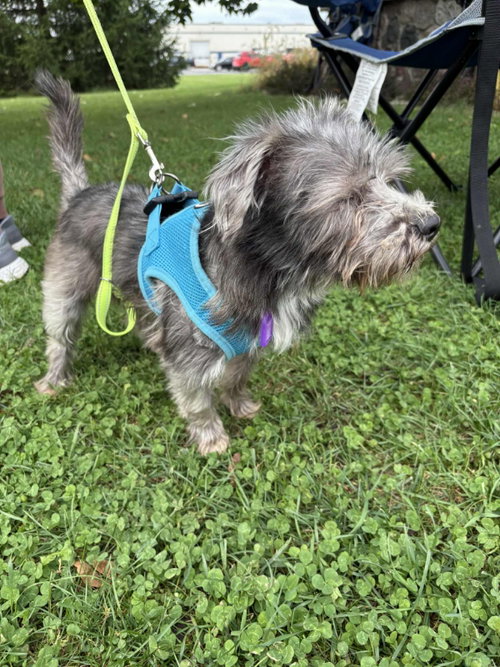 SALSA GINGER - Schnauzer / Miniature Schnauzer available for adoption