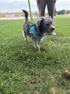 Salsa Ginger - Photo 3