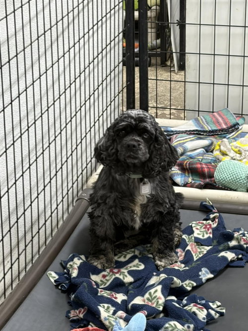 RAELYNN - Cocker Spaniel available for adoption