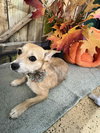 Tallulah - Photo 6