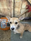 Tallulah - Photo 3