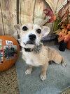 Tallulah - Photo 5