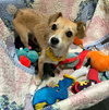 Tallulah - Photo 4