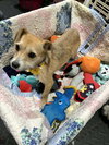 Tallulah - Photo 2