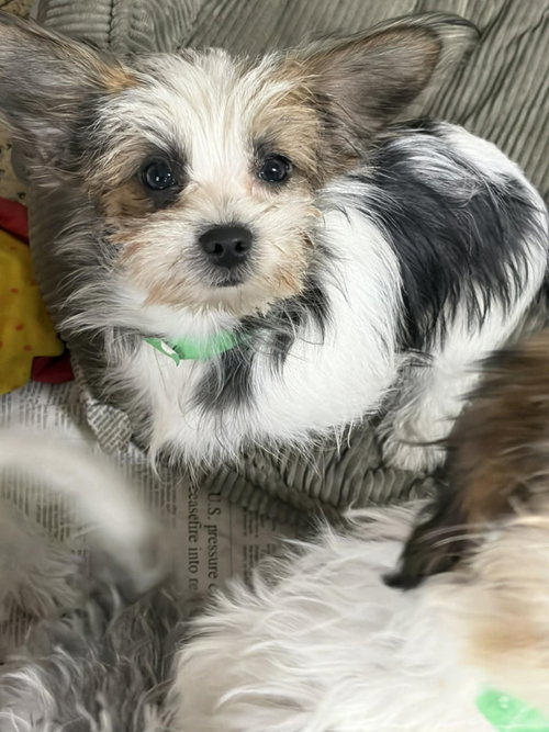 WANDA - Yorkshire Terrier Yorkie / Shih Tzu available for adoption