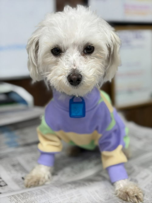 VALERIE - Maltese available for adoption